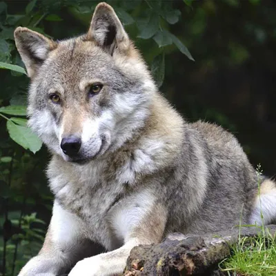 Loup : le quota d'abattage augmenté