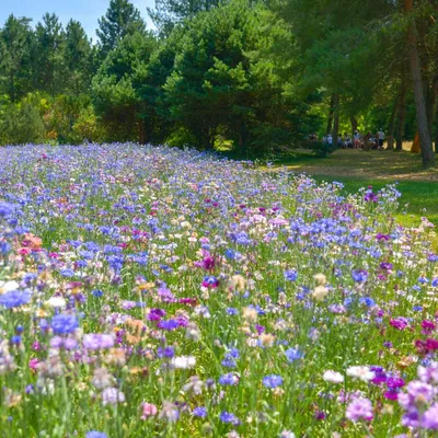 Cantal : à Arpajon-sur-Cère, le site de la Plantelière, un...
