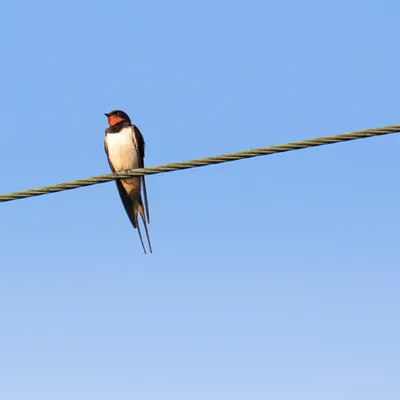Canicule : la LPO alerte face aux oiseaux en détresse