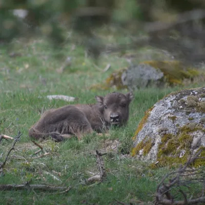 La Réserve des bisons d'Europe célébre ses heureux événements