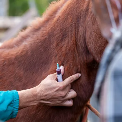 DNC : un vétérinaire pris pour cible dans le Cantal