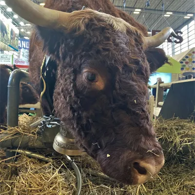 Pas de vaches au Salon de l’Agriculture 2026