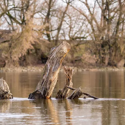 Eau : et si le bois mort aidait à lutter contre la sécheresse ?