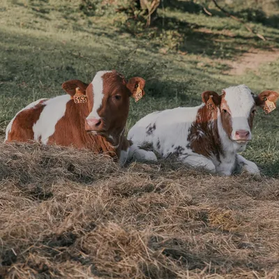 La ferrandaise, star du Salon de l'agriculture 2027