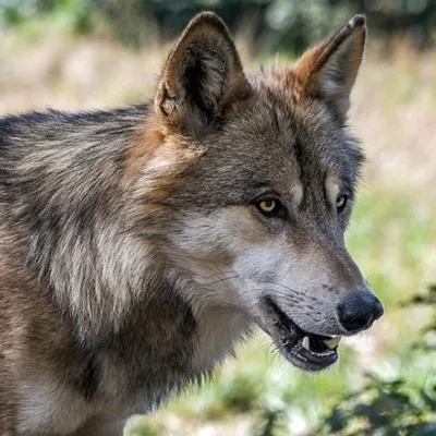 Loup en Margeride : One Voice attaque l'arrêté de prélèvement