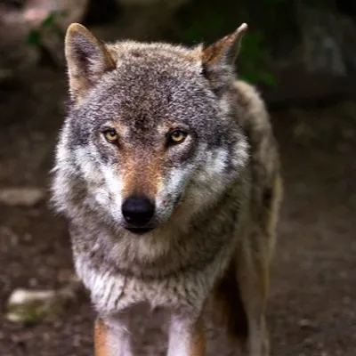 De nouvelles tensions autour du dossier du loup en Corrèze