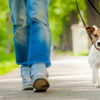 Garde d'animaux pour les vacances d'été : le grand casse-tête des...
