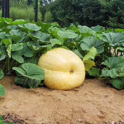 La Roche-sur-Yon : le Potager Extraordinaire se prépare au Concours...