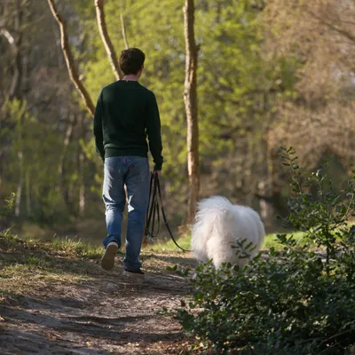 Promenade en forêt : les chiens devront être tenus en laisse dès ce...