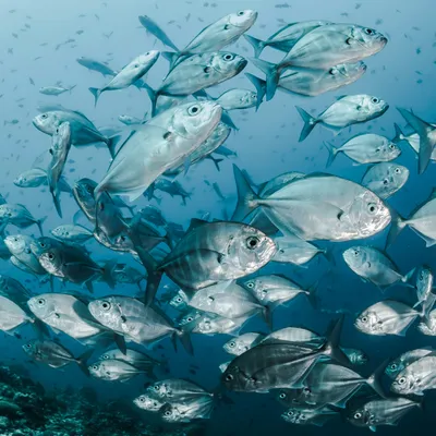 Poissons, huîtres, moules : ce qui va changer dans vos assiettes...