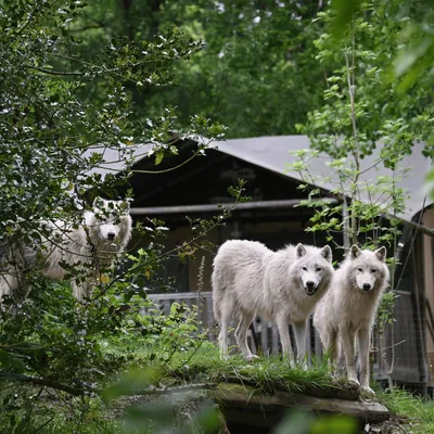 Gagnez votre séjour au Cerza Safari Lodge !