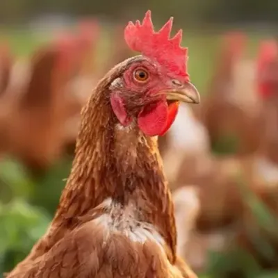 Calvados : 8 500 volailles abattues après la découverte d'un cas de...