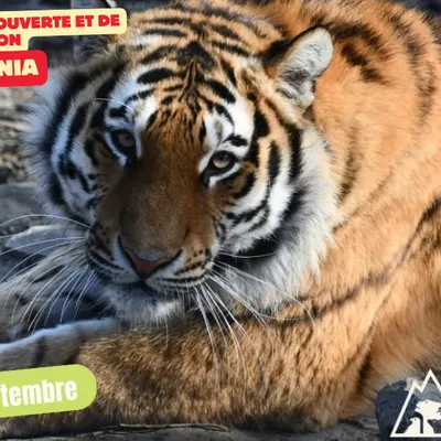 Coup de coeur Nins Guide : Une journée spéciale Tigre à Ecozonia