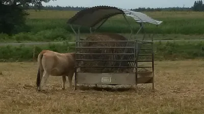 Aveyron : les éleveurs à bout de souffle faute de pluie