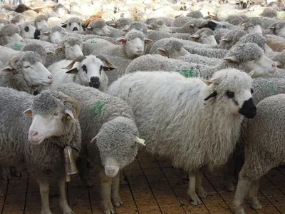 La transhumance fait son grand retour au col de Néronne