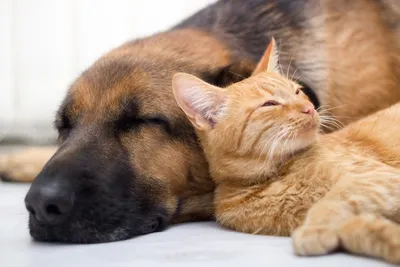 Canicule : attention aux chiens et chats