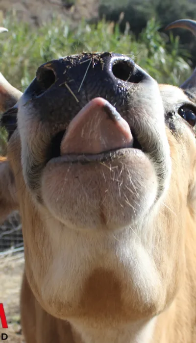 Coup de Coeur Nins Guide : La ferme Saint-Roch de Villemolaque pour...
