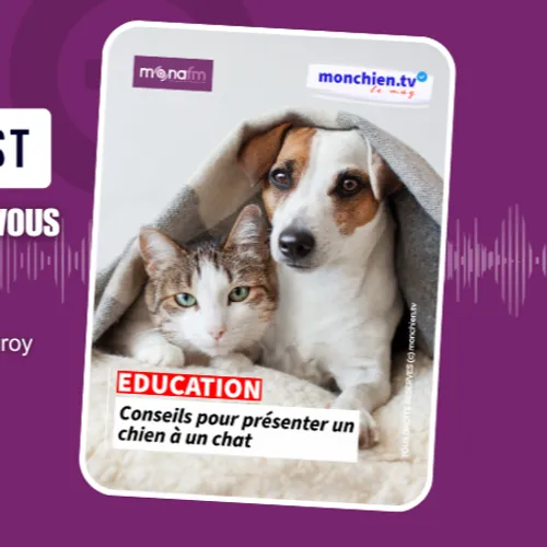 Vous accueillez un chien dans un foyer où vit déjà un chat ? Pas d’inquiétude !