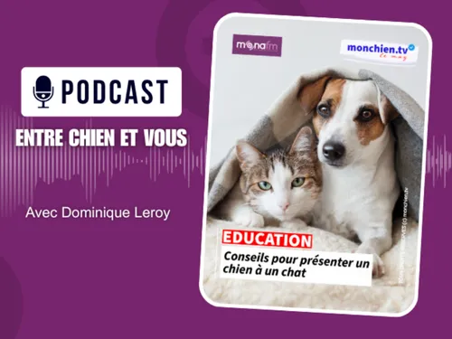 Vous accueillez un chien dans un foyer où vit déjà un chat ? Pas...