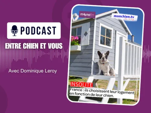 Mon chien choisit ou il veut habiter