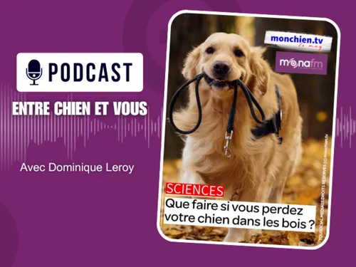 COMMENT RETROUVER SON CHIEN DANS LES BOIS ?
