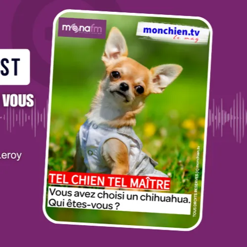 VOUS AVEZ CHOISI UN CHIHUAHUA… QUI ÊTES-VOUS ?