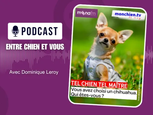 VOUS AVEZ CHOISI UN CHIHUAHUA… QUI ÊTES-VOUS ?