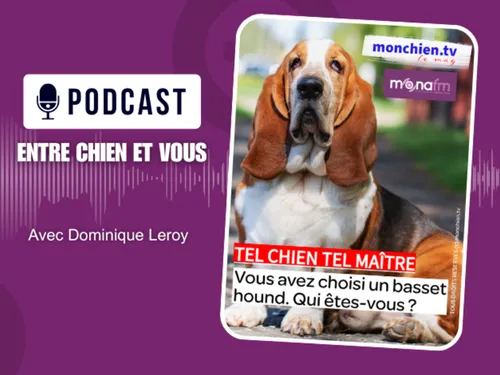 CHOISIR UN BASSET HOUND… QUI ÊTES-VOUS ?