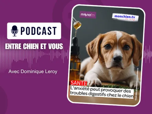 LES TROUBLES DIGESTIFS CHEZ LE CHIEN