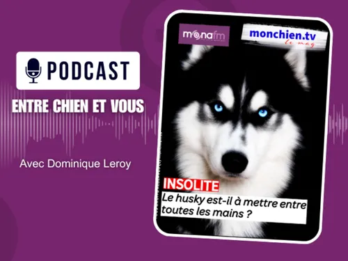 LE HUSKY COMME PREMIER CHIEN ?