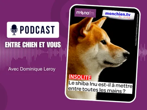 LE SHIBA INU : UN PETIT CHIEN AU GROS CARACTÈRE