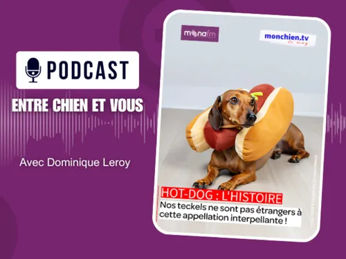 L’histoire du hot-dog