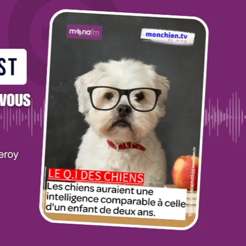 Le Q.I. des chiens