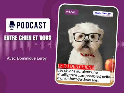 Le Q.I. des chiens