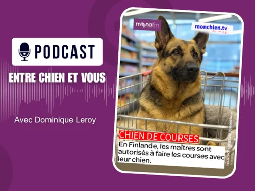 En Finlande, les chiens font les courses avec leurs maîtres!