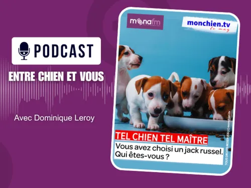 CHOISIR UN JACK RUSSELL ? 