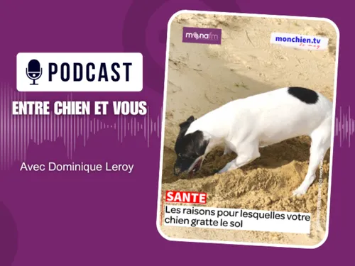 Votre chien gratte le sol ?