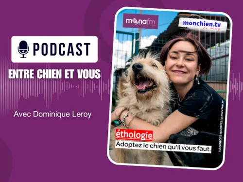 Le chien qu'il nous faut