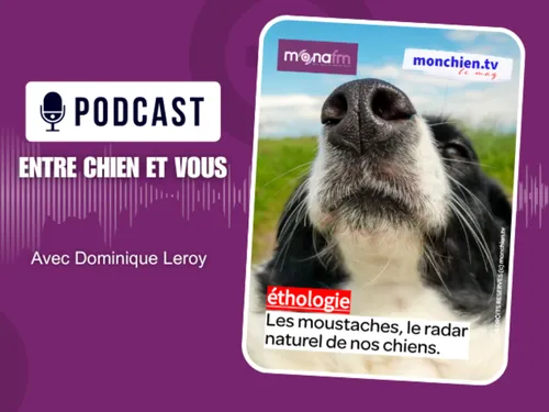 Le pouvoir des moustaches