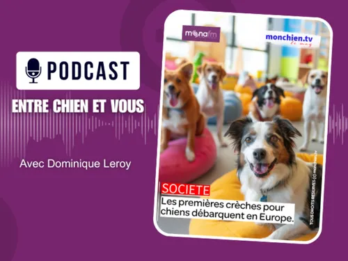 Les crèches pour chiens
