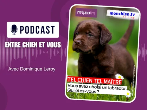 CHOISIR UN LABRADOR OU UN GOLDEN  RETRIEVER? 