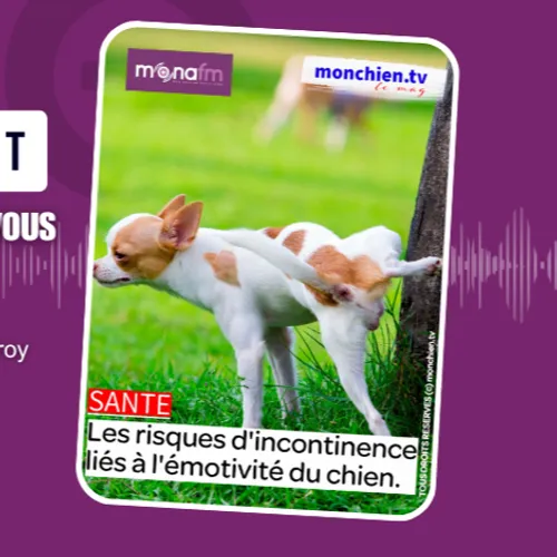 Les chiens emotifs !