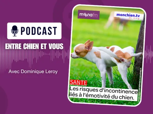 Les chiens emotifs !
