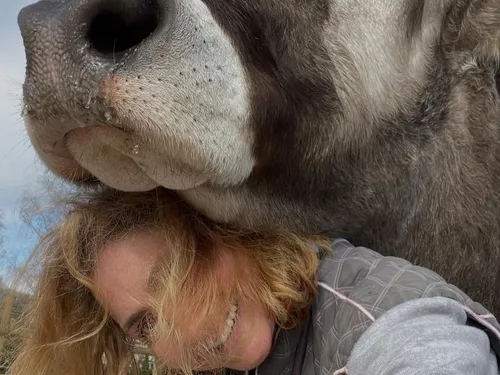 De la Meuse au Japon : Aston le taureau véritable star des réseaux...