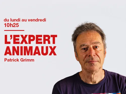 01/07/2022 : les conseils pour les chiens cet été