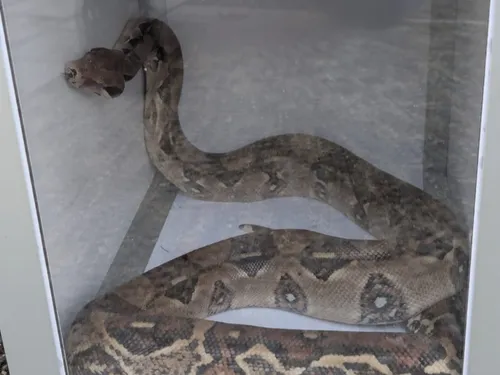 HAUTE-GARONNE: un habitant de Colomiers tombe nez à nez avec un boa