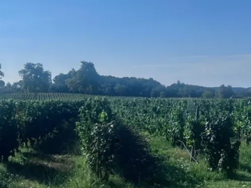 Canicule et sécheresse : le vignoble de Gaillac s'adapte à une...
