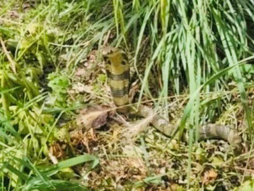 HAUTE-GARONNE: la traque au cobra se poursuit près de Toulouse