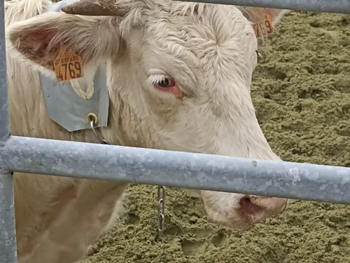 400 000 doses de vaccin contre la DNC sont arrivées ce jeudi en...