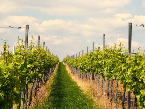 TARN: réunion d'urgence pour sauver la viticulture tarnaise